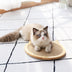 Board Scratching Post Mat Wall Mounted Scratcher Pad with Suction Cup Toy - Minihomy