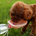 Portable Pet Water Bottle - Candy Colors for On-the-Go Hydration - Minihomy