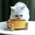 Ceramic Cat Food Bowl with Drinking Bowl for Cats - Minihomy