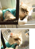 Cat bed cat hammock cat hammock window sill single layer double layer super suction cup cat cushion nest cat litter pet - Minihomy