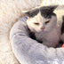 Pet Winter Deep Sleep Warm Round Nest Thick Plush Cat Nest - Minihomy