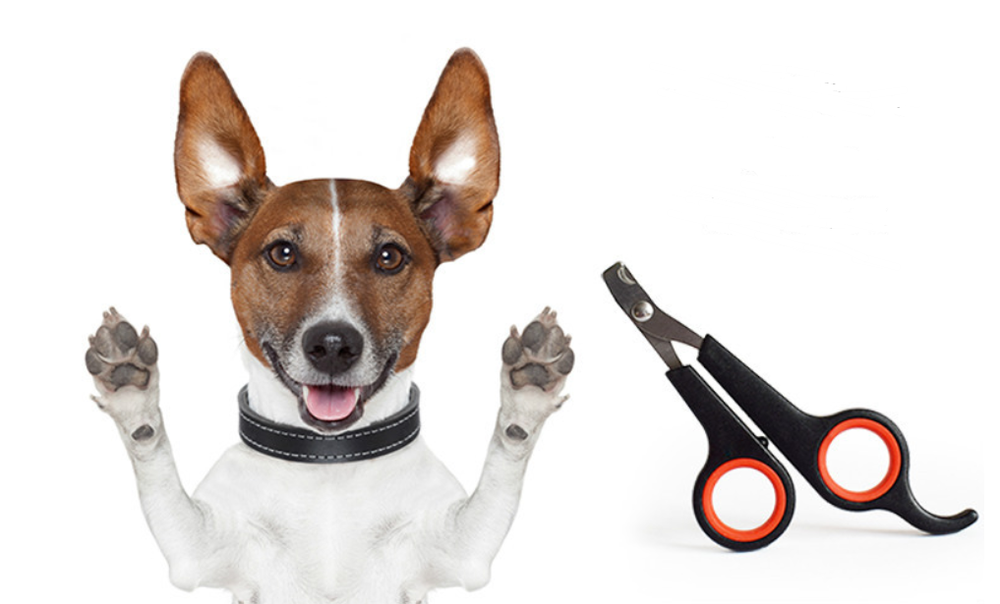 Dog Nail Clipper Pet Nail Scissors - Minihomy