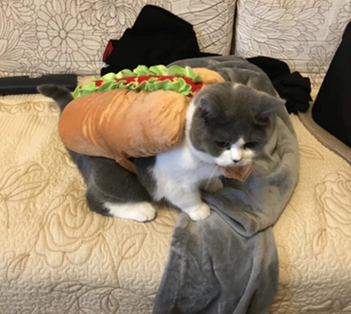 Pet Dog and Cat Costume, Cute Hot Dog Sandwich Costume, Funny Hot Dog Clothes, Cat Costume - Minihomy