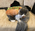 Pet Dog and Cat Costume, Cute Hot Dog Sandwich Costume, Funny Hot Dog Clothes, Cat Costume - Minihomy