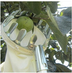 Portable Agricultural Garden High-altitude Fruit Picker - Minihomy