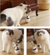 Three in one robot tumbler laser cat toy - Minihomy