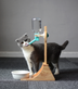 Cat Drinking Water Dispenser Drinking Fountains Cat Drinking Water Dog Drinking Water Pet Supplies Cat Kettle - Minihomy