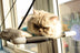 Cat bed cat hammock cat hammock window sill single layer double layer super suction cup cat cushion nest cat litter pet - Minihomy