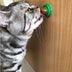 Pet Cat Sugar Energy Ball Lick Toys Catnip - Minihomy