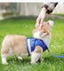 Pet Leash Breathable Mesh Chest Back - Minihomy